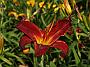 Hemerocallis Berlin Red Velvet